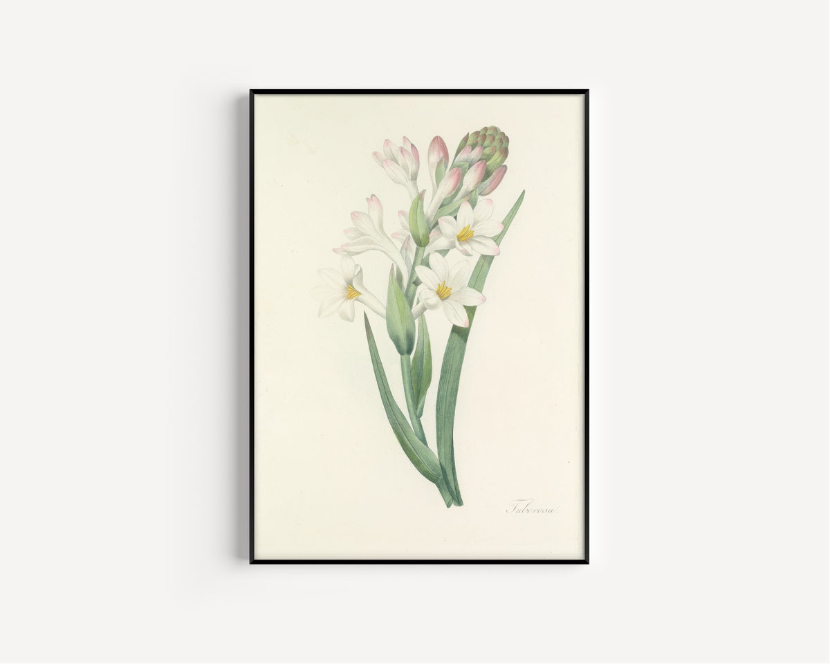 Framed art print of Choix des plus belles fleurs, Plate 107: Tuberosa by Pierre-Joseph Redouté, in a slim black frame on a plain white wall