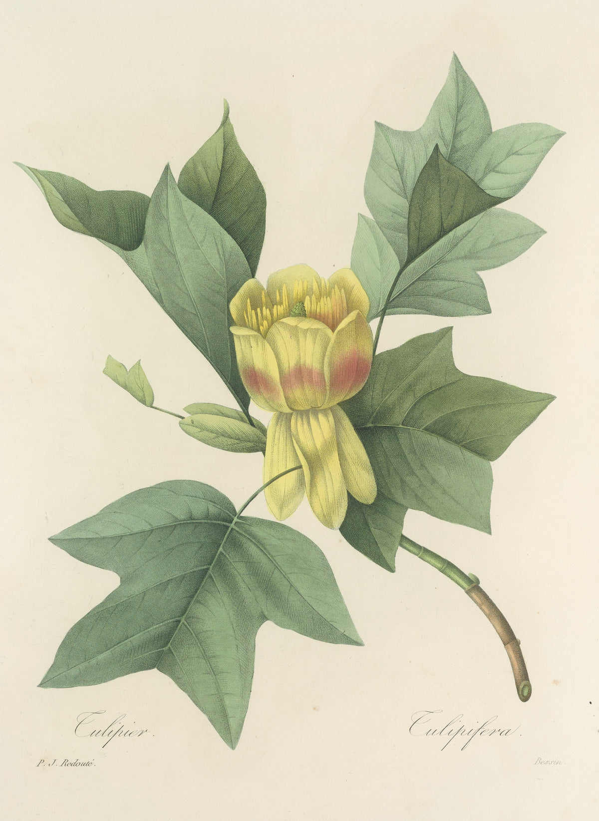 Choix des plus belles fleurs, Plate 110: Tulipifera by Pierre-Joseph Redouté — A yellow tulip tree flower among saddle-shaped leaves