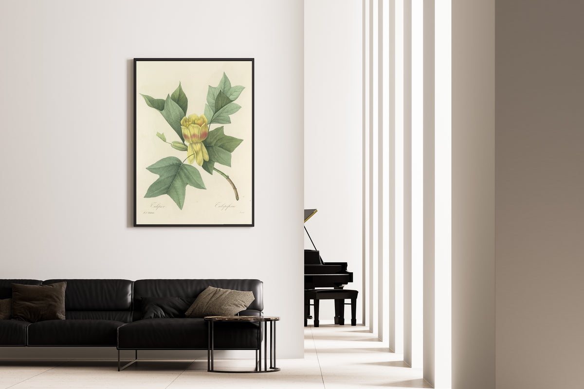 Framed art print of Choix des plus belles fleurs, Plate 110: Tulipifera by Pierre-Joseph Redouté, on the wall of a minimal living room