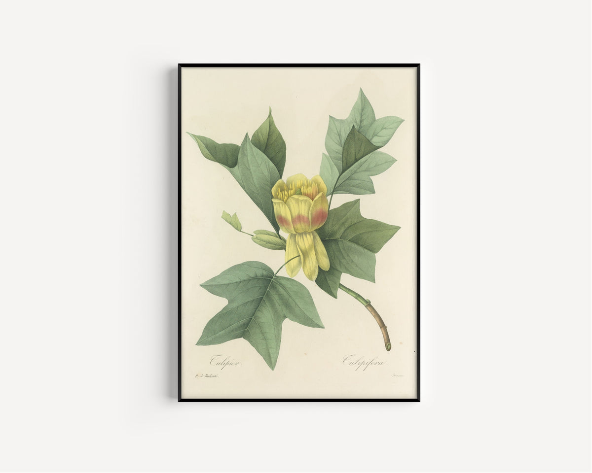 Framed art print of Choix des plus belles fleurs, Plate 110: Tulipifera by Pierre-Joseph Redouté, in a slim black frame on a plain white wall