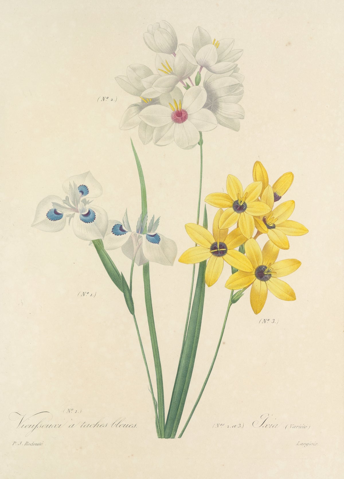 Choix des plus belles fleurs, Plate 111: Vieusseuxi à Taches Bleues and Ixia by Pierre-Joseph Redouté — Blue-spotted white, pure white and yellow flowers on