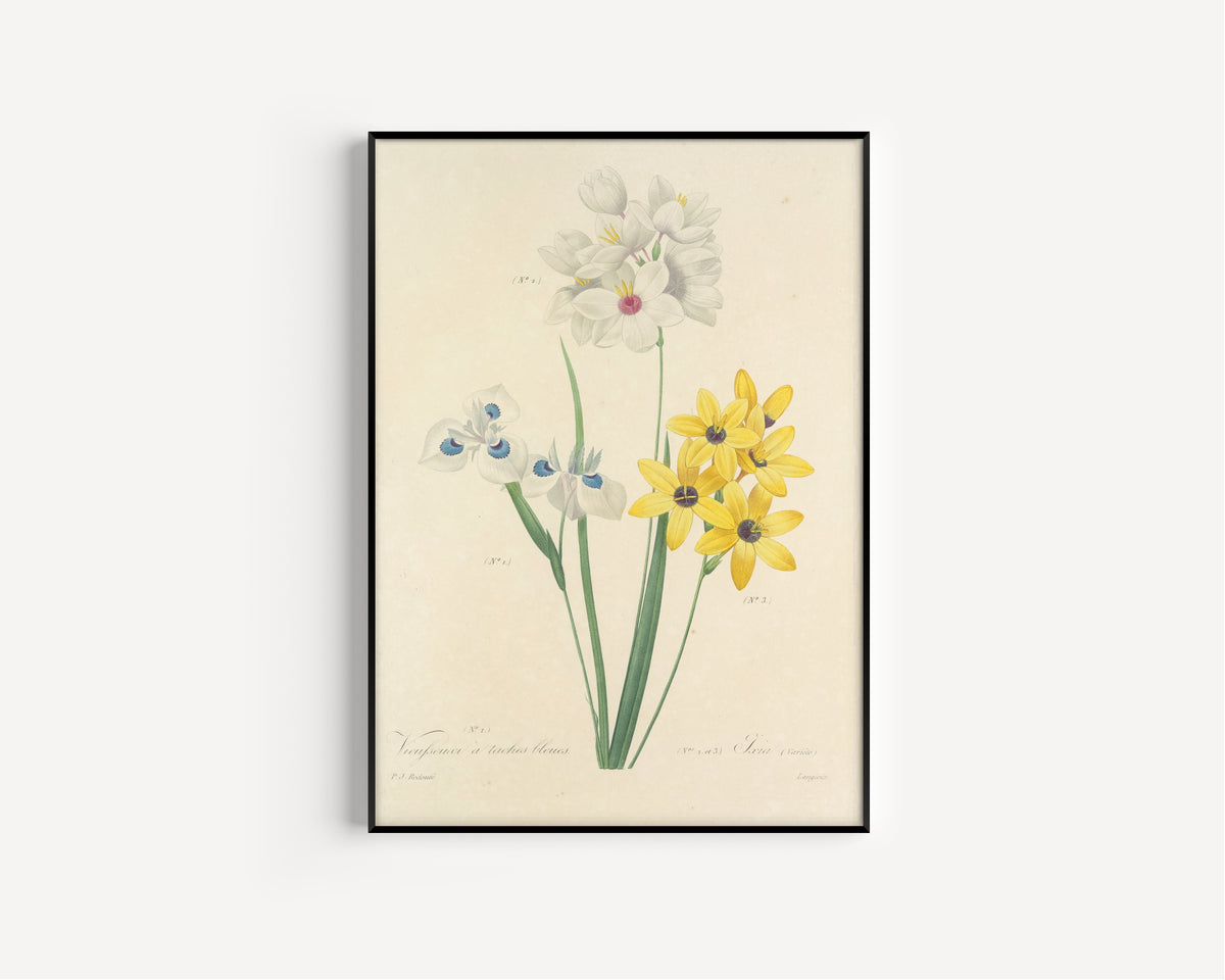 Framed art print of Choix des plus belles fleurs, Plate 111: Vieusseuxi à Taches Bleues… by Pierre-Joseph Redouté, in a slim black frame on a plain white wall