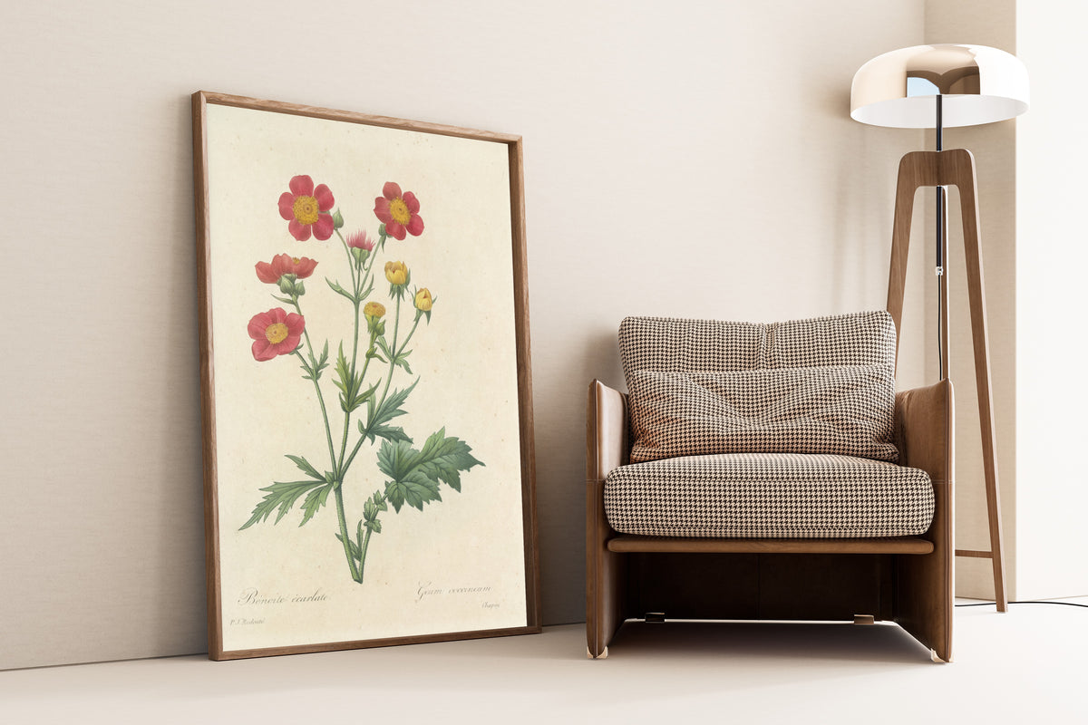 Framed art print of Choix des plus belles fleurs, Plate 12: Geum Coccineum by Pierre-Joseph Redouté, leaning against a wall beside an armchair and a floor lamp