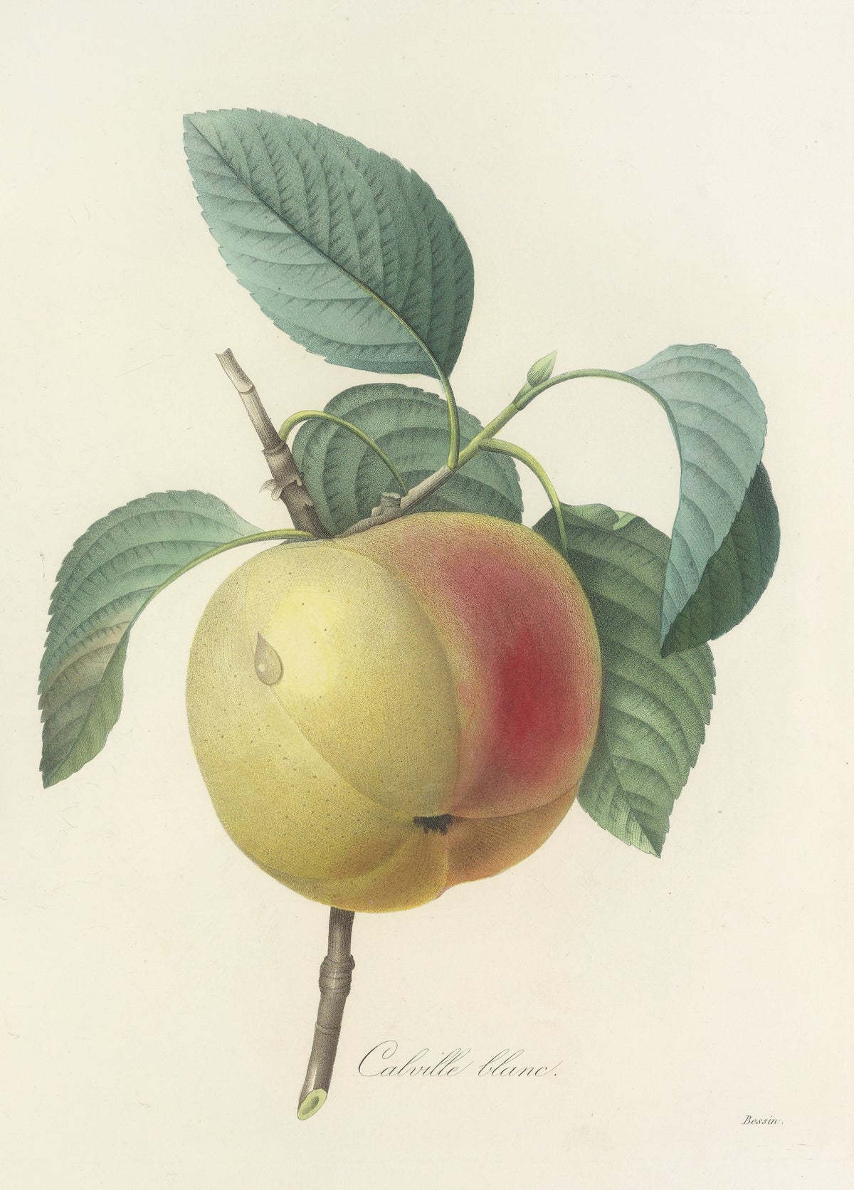 Choix des plus belles fleurs, Plate 14: Calville Blanc by Pierre-Joseph Redouté — A yellow-green apple flushed with red among blue-green leaves
