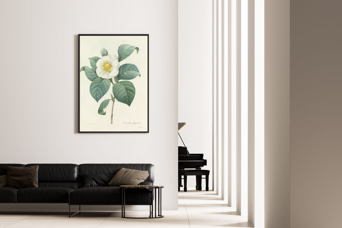 Framed art print of Choix des plus belles fleurs, Plate 16: Camellia Japonica by Pierre-Joseph Redouté, on the wall of a minimal living room