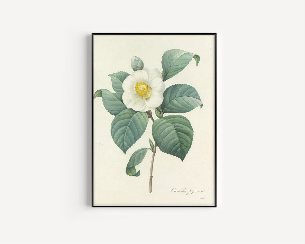 Framed art print of Choix des plus belles fleurs, Plate 16: Camellia Japonica by Pierre-Joseph Redouté, in a slim black frame on a plain white wall