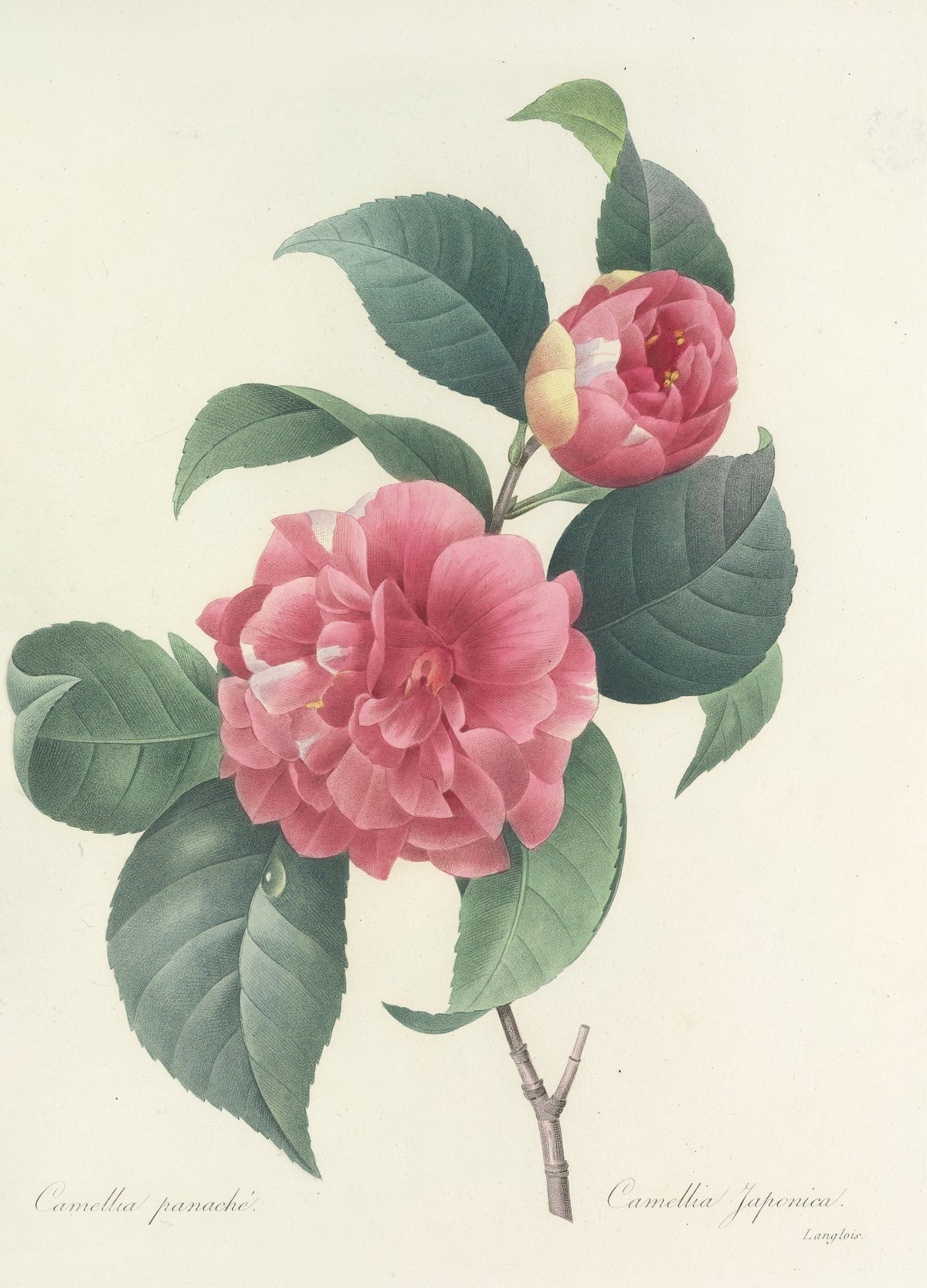 Choix des plus belles fleurs, Plate 18: Camellia Japonica by Pierre-Joseph Redouté — A pink double camellia streaked with white beside a cupped bloom