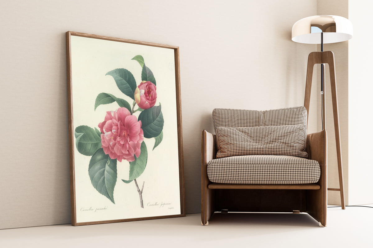 Framed art print of Choix des plus belles fleurs, Plate 18: Camellia… by Pierre-Joseph Redouté, leaning against a wall beside an armchair and a floor lamp
