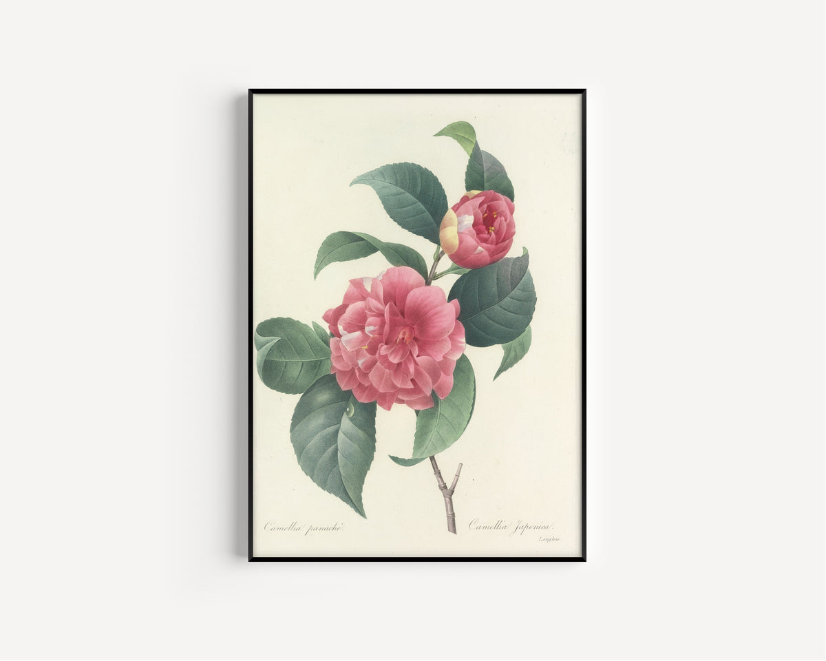 Framed art print of Choix des plus belles fleurs, Plate 18: Camellia Japonica by Pierre-Joseph Redouté, in a slim black frame on a plain white wall