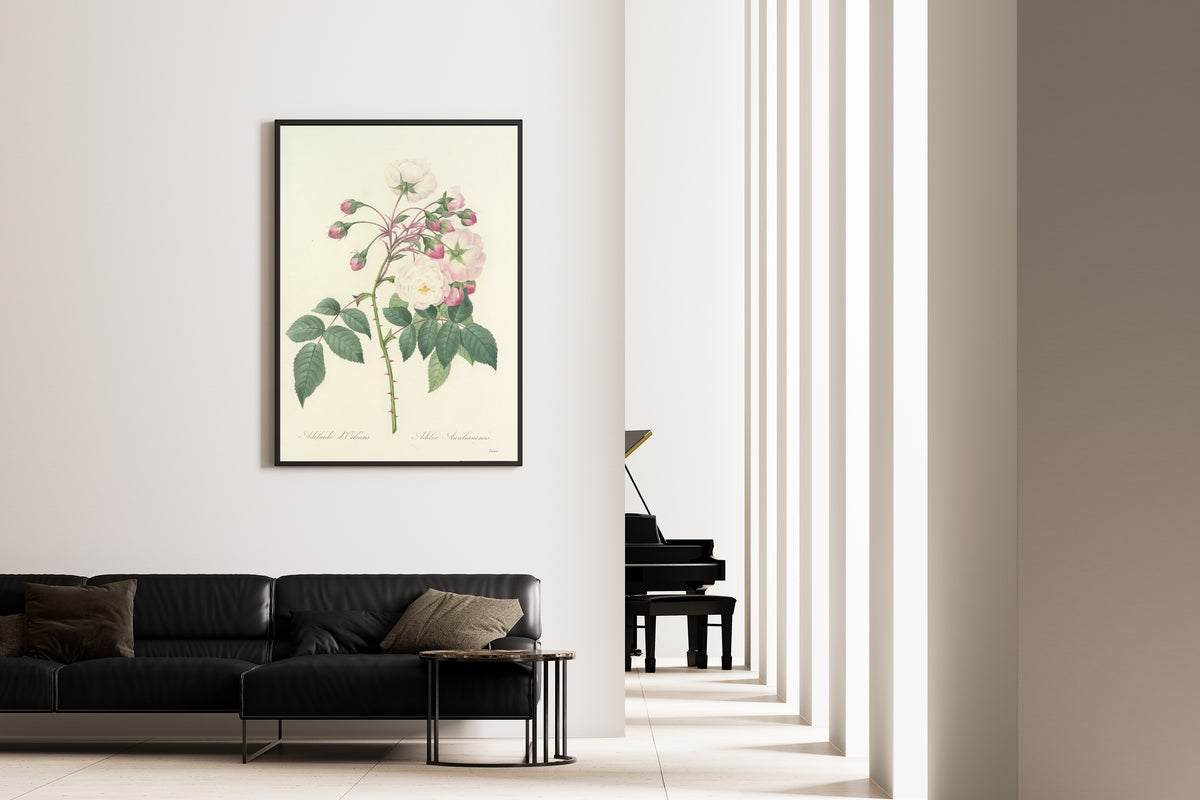 Framed art print of Choix des plus belles fleurs, Plate 2: Adelia Aurelianensis by Pierre-Joseph Redouté, on the wall of a minimal living room