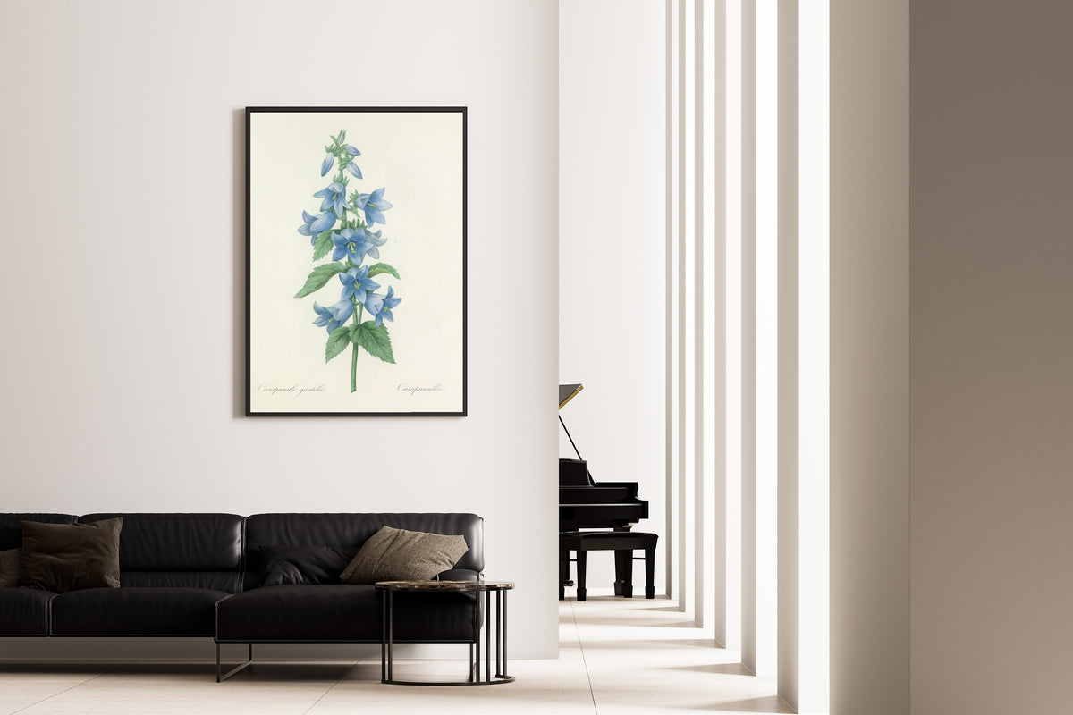 Framed art print of Choix des plus belles fleurs, Plate 21: Campanule Gantelée by Pierre-Joseph Redouté, on the wall of a minimal living room