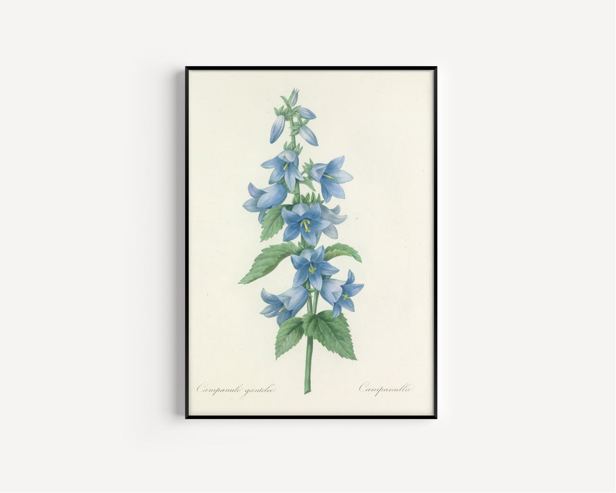 Framed art print of Choix des plus belles fleurs, Plate 21: Campanule Gantelée by Pierre-Joseph Redouté, in a slim black frame on a plain white wall
