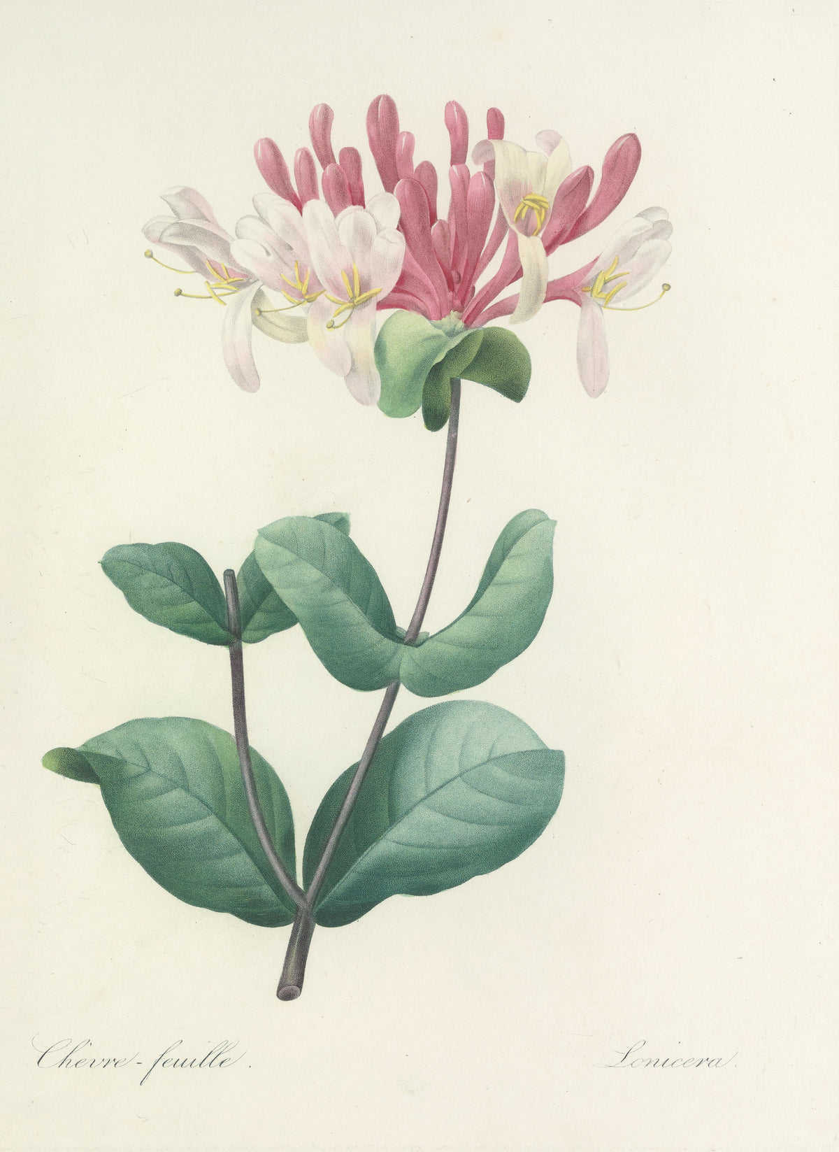 Choix des plus belles fleurs, Plate 23: Lonicera by Pierre-Joseph Redouté — Pink buds and curling white blossoms on a honeysuckle stem