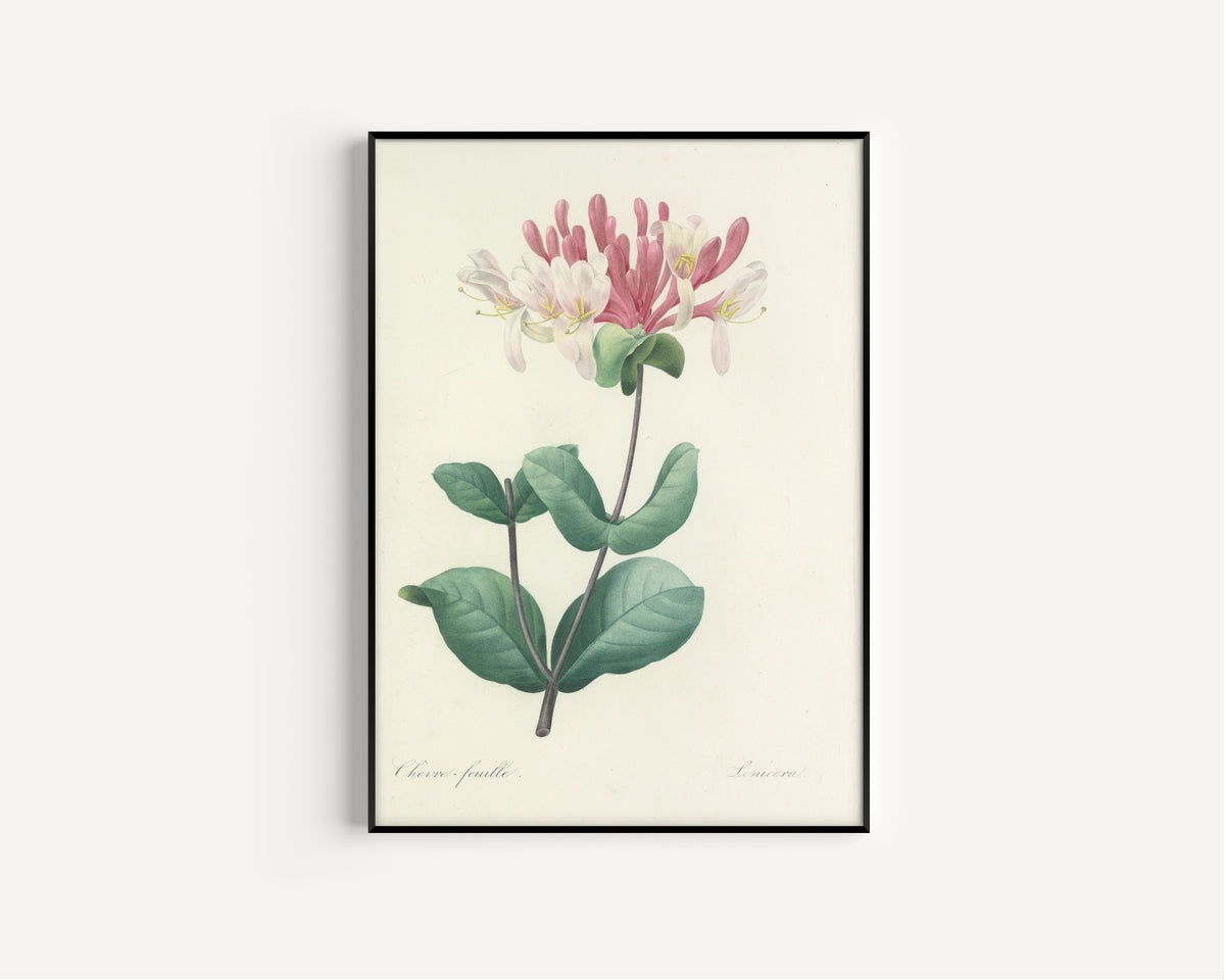 Framed art print of Choix des plus belles fleurs, Plate 23: Lonicera by Pierre-Joseph Redouté, in a slim black frame on a plain white wall