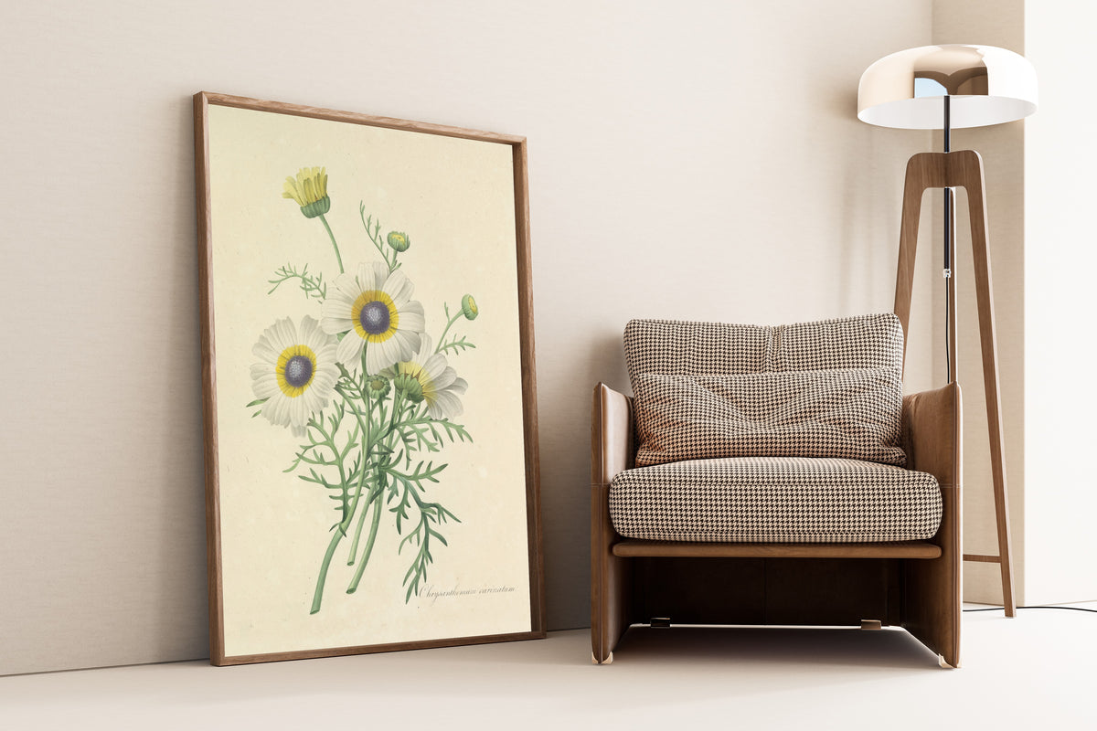 Framed art print of Choix des plus belles fleurs, Plate 24: Chrysanthemum… by Pierre-Joseph Redouté, leaning against a wall beside an armchair and a floor lamp