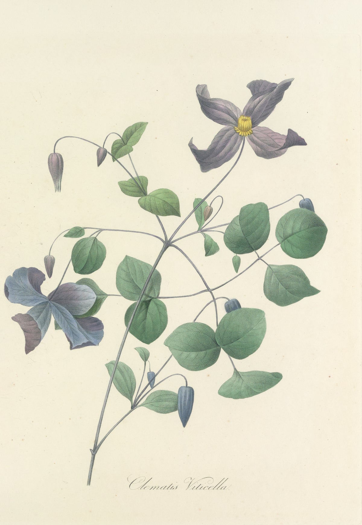 Choix des plus belles fleurs, Plate 25: Clematis Viticella by Pierre-Joseph Redouté — Violet clematis flowers and nodding buds on a thread-fine vine