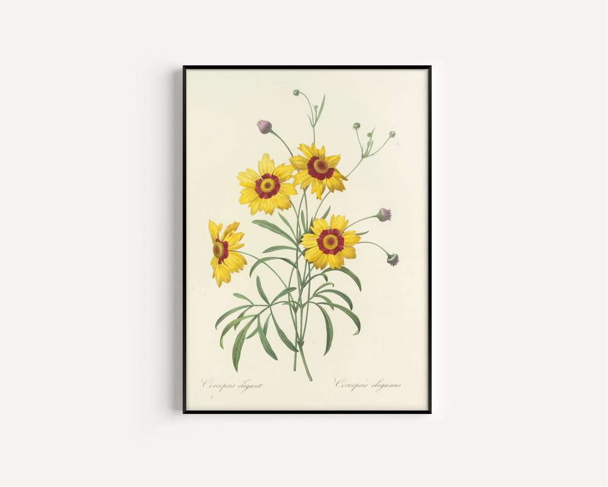 Framed art print of Choix des plus belles fleurs, Plate 26: Coreopsis Elegans by Pierre-Joseph Redouté, in a slim black frame on a plain white wall
