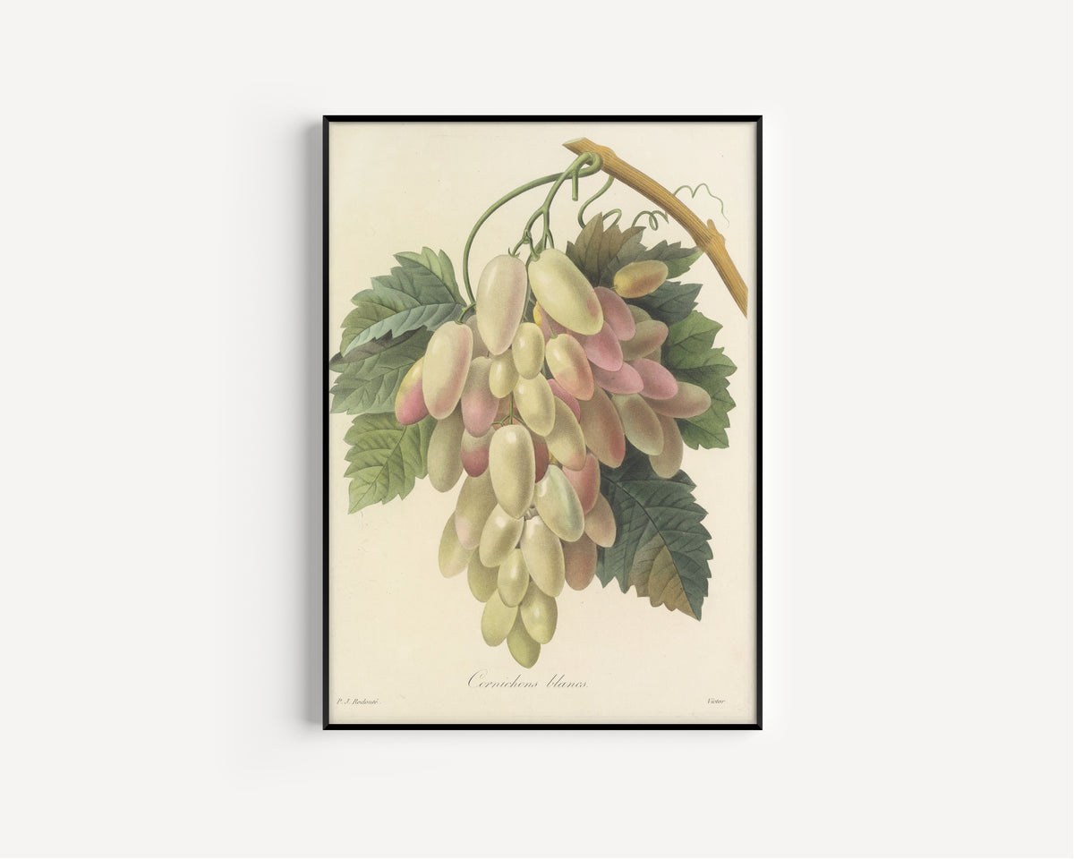 Framed art print of Choix des plus belles fleurs, Plate 27: Cornichons Blancs by Pierre-Joseph Redouté, in a slim black frame on a plain white wall