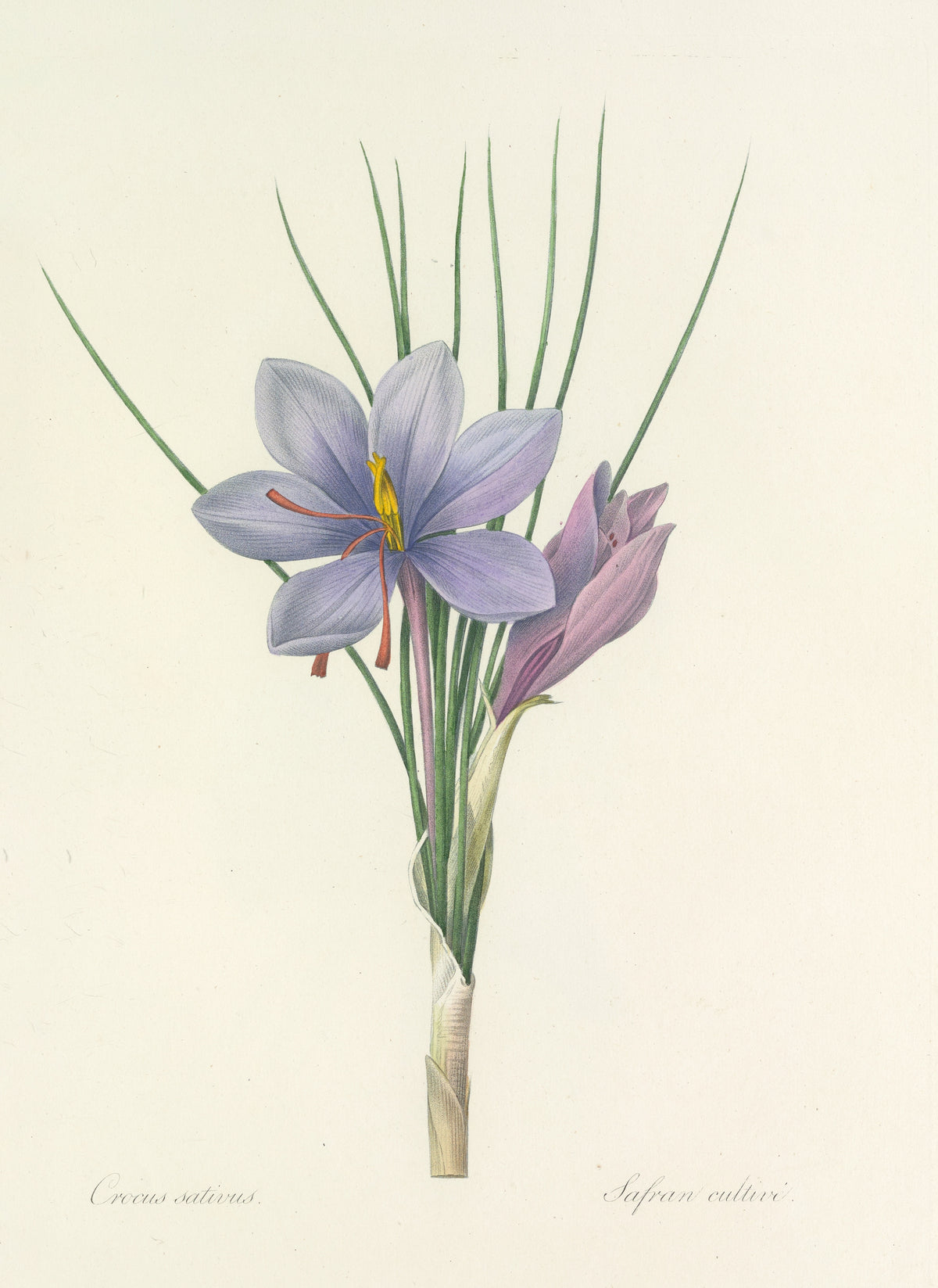 Choix des plus belles fleurs, Plate 28: Crocus Sativus by Pierre-Joseph Redouté — A blue-violet crocus with three red-orange threads