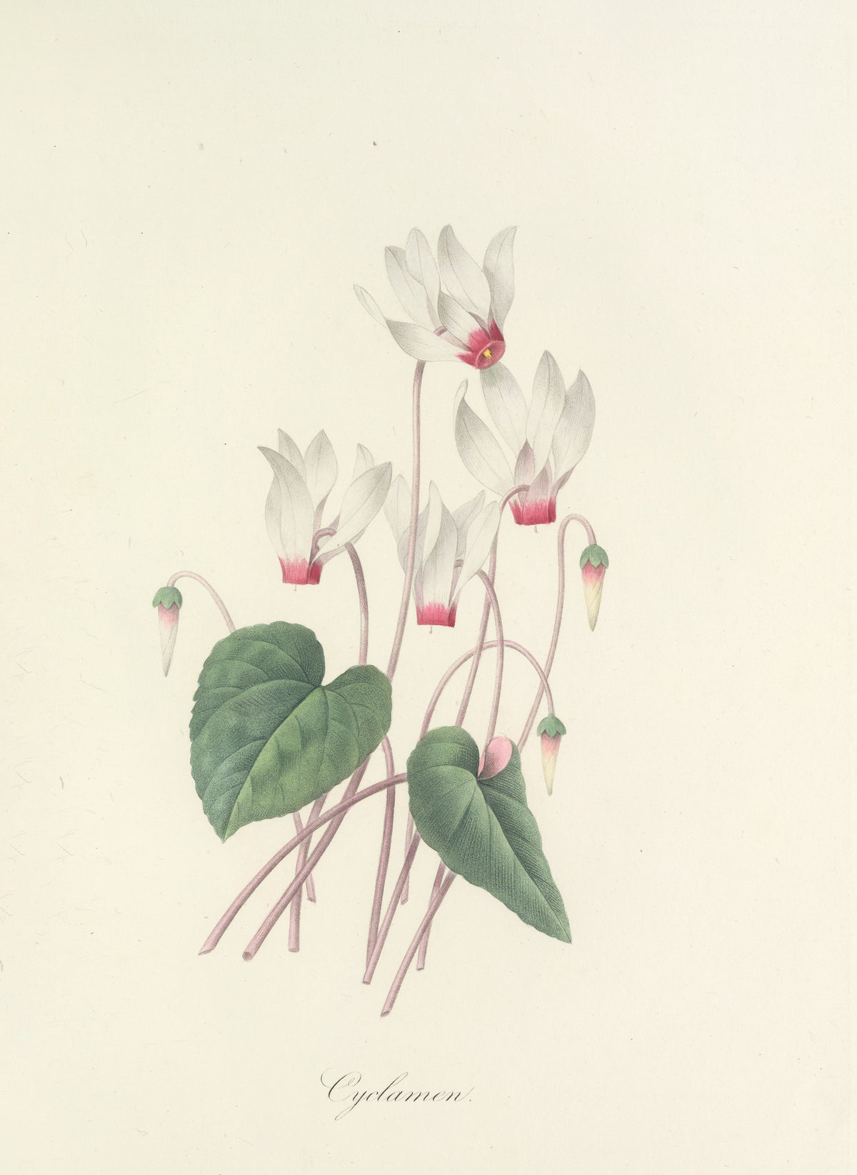 Choix des plus belles fleurs, Plate 29: Cyclamen by Pierre-Joseph Redouté — White cyclamen with magenta throats and heart-shaped leaves