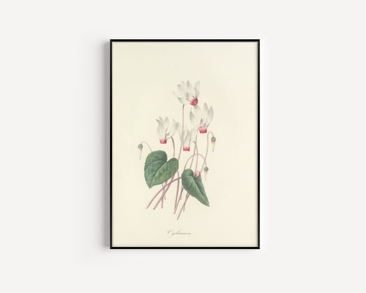 Framed art print of Choix des plus belles fleurs, Plate 29: Cyclamen by Pierre-Joseph Redouté, in a slim black frame on a plain white wall
