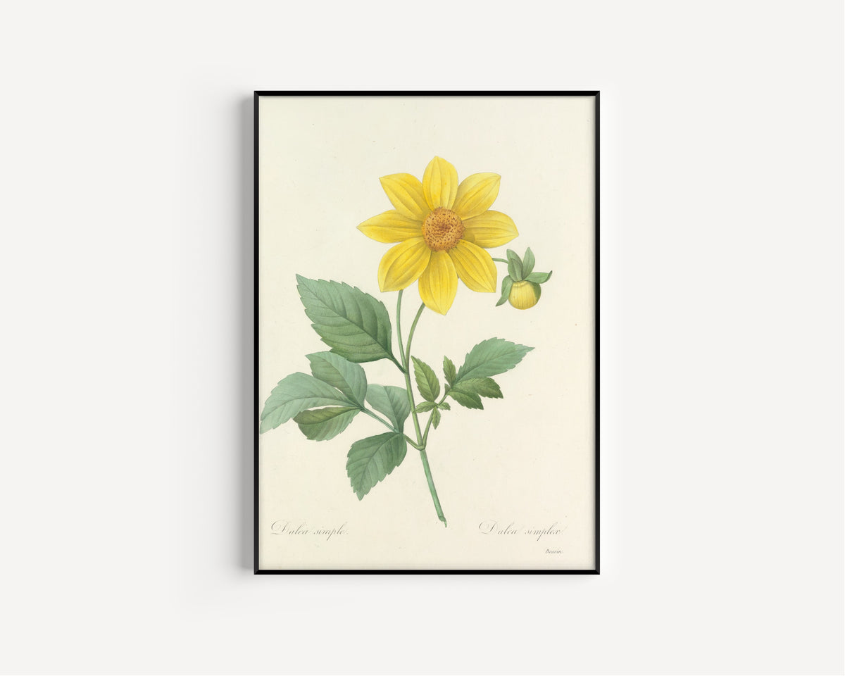 Framed art print of Choix des plus belles fleurs, Plate 31: Dalea Simplex by Pierre-Joseph Redouté, in a slim black frame on a plain white wall