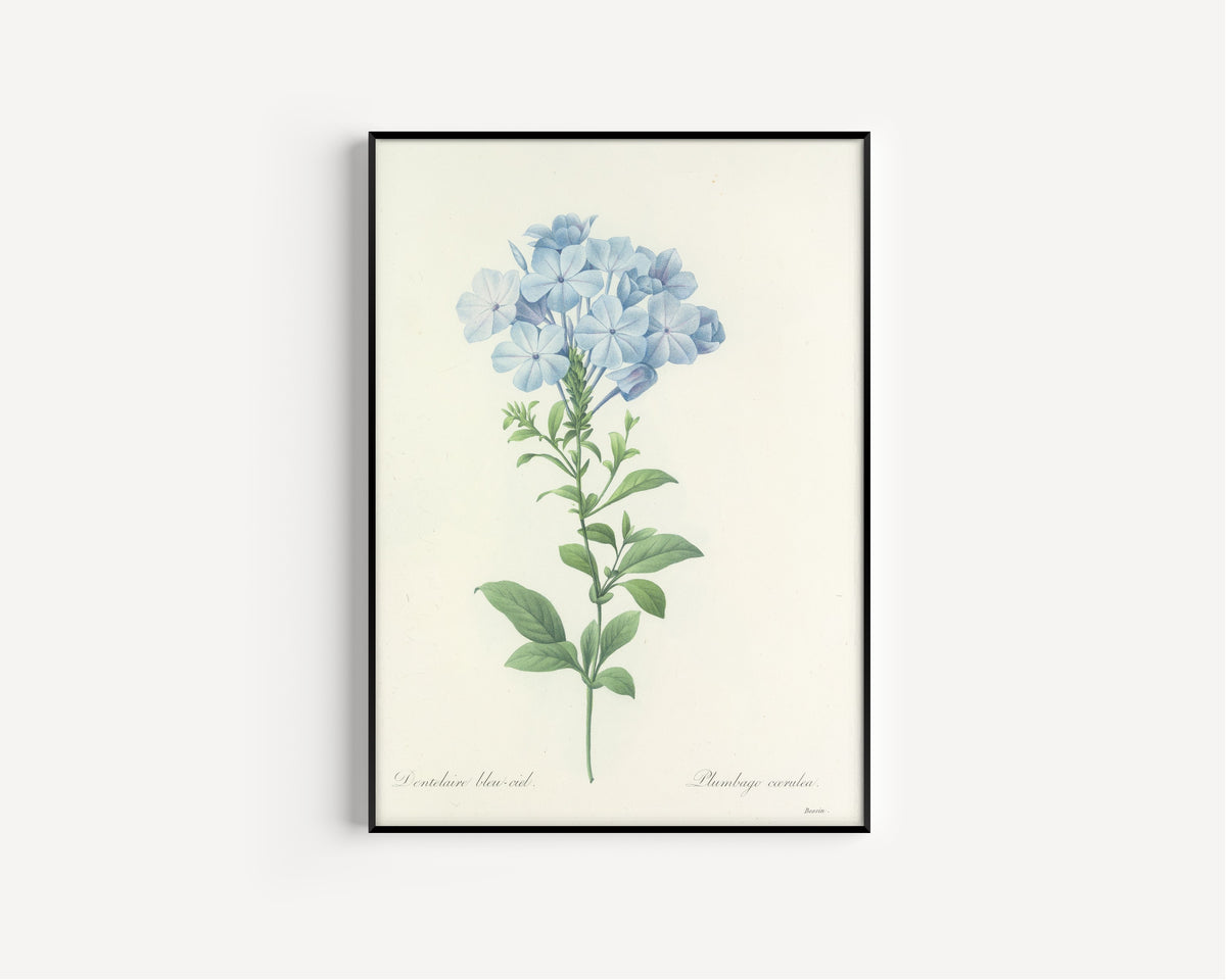 Framed art print of Choix des plus belles fleurs, Plate 34: Plumbago Cœrulea by Pierre-Joseph Redouté, in a slim black frame on a plain white wall