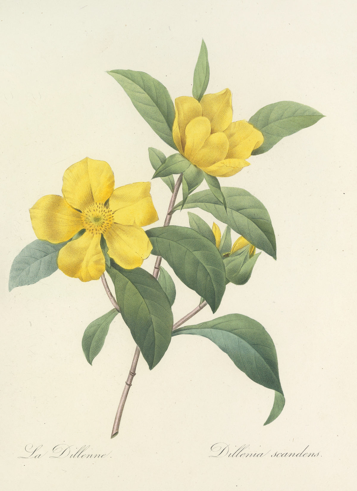 Choix des plus belles fleurs, Plate 35: Dillenia Scandens by Pierre-Joseph Redouté — Two yellow flowers among glossy green leaves
