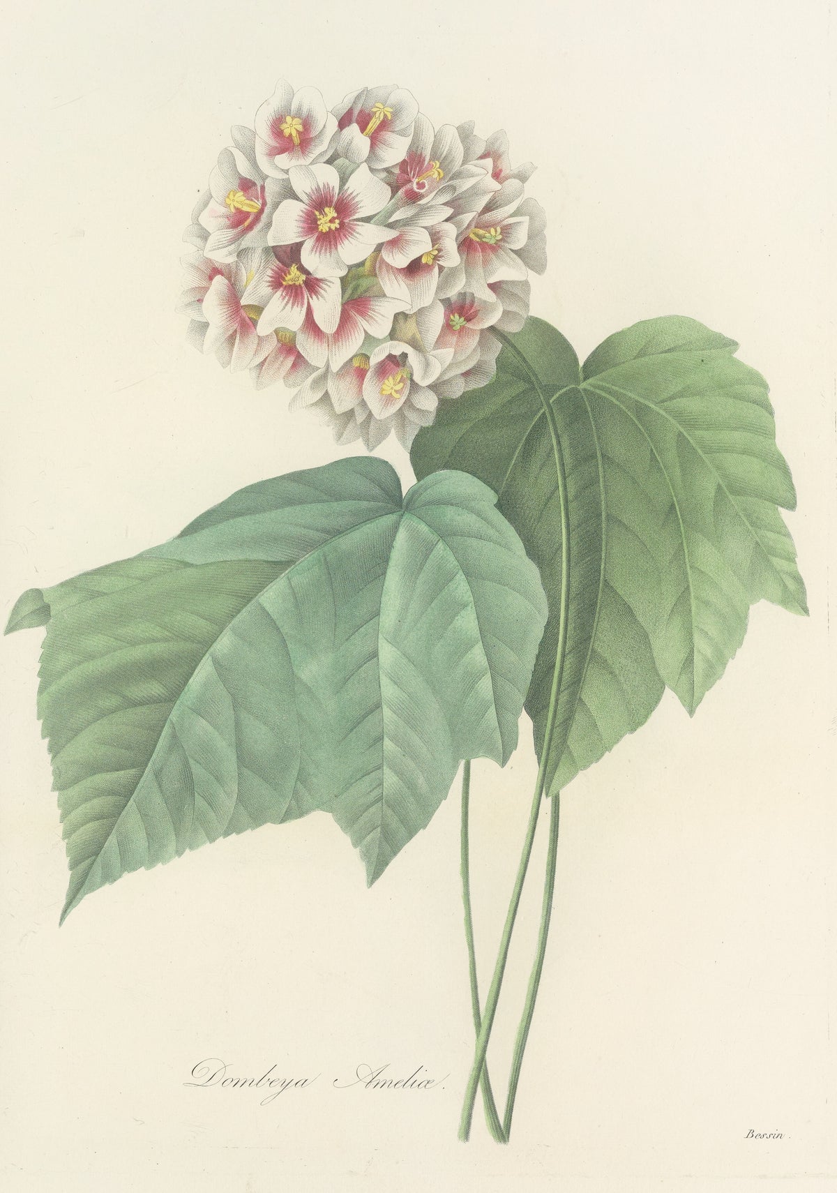 Choix des plus belles fleurs, Plate 36: Dombeya Ameliæ by Pierre-Joseph Redouté — A round head of small white flowers above two large green leaves