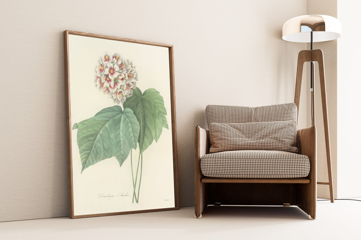 Framed art print of Choix des plus belles fleurs, Plate 36: Dombeya Ameliæ by Pierre-Joseph Redouté, leaning against a wall beside an armchair and a floor lamp