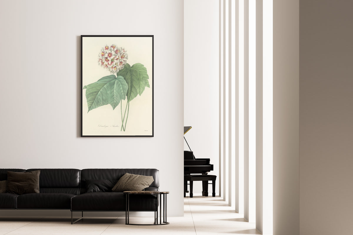Framed art print of Choix des plus belles fleurs, Plate 36: Dombeya Ameliæ by Pierre-Joseph Redouté, on the wall of a minimal living room