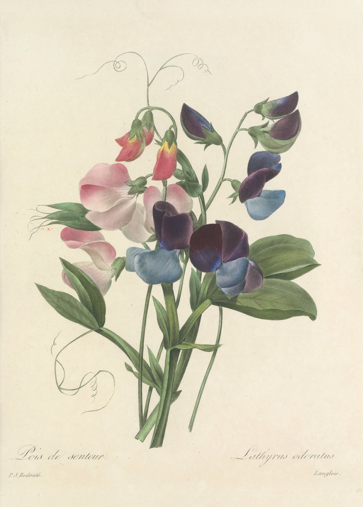 Choix des plus belles fleurs, Plate 39: Lathyrus Odoratus by Pierre-Joseph Redouté — Sweet peas in pink, plum and blue with tendrils curling above