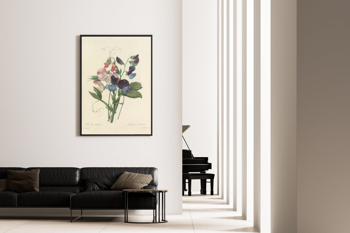 Framed art print of Choix des plus belles fleurs, Plate 39: Lathyrus Odoratus by Pierre-Joseph Redouté, on the wall of a minimal living room