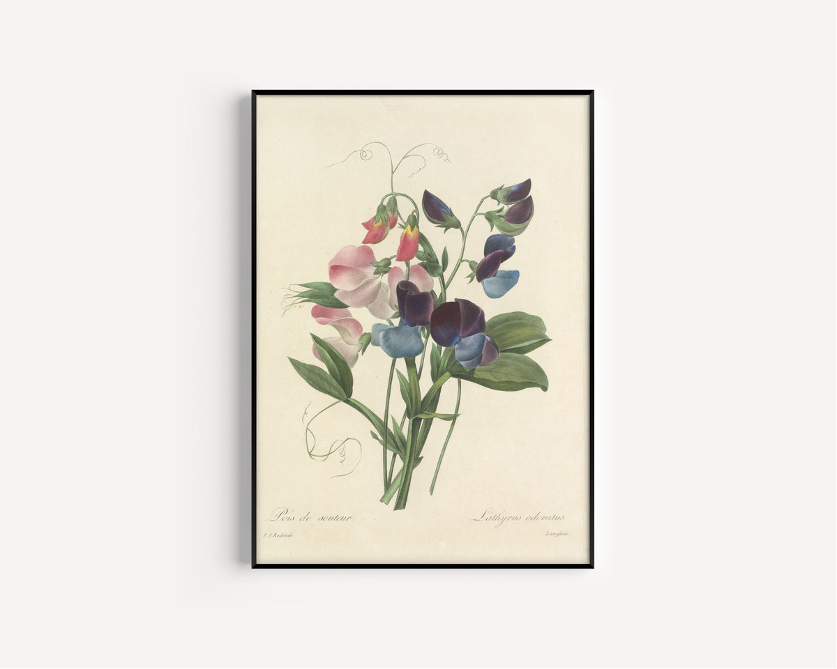 Framed art print of Choix des plus belles fleurs, Plate 39: Lathyrus Odoratus by Pierre-Joseph Redouté, in a slim black frame on a plain white wall