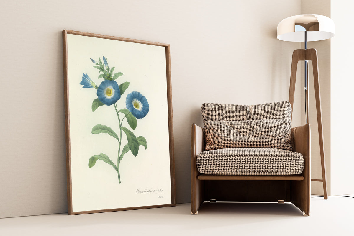 Framed art print of Choix des plus belles fleurs, Plate 43: Convolvulus… by Pierre-Joseph Redouté, leaning against a wall beside an armchair and a floor lamp