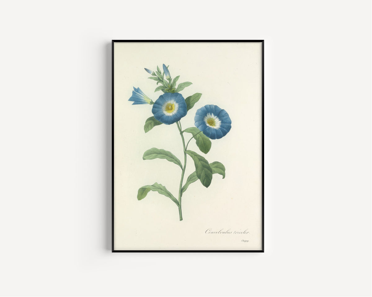 Framed art print of Choix des plus belles fleurs, Plate 43: Convolvulus Tricolor by Pierre-Joseph Redouté, in a slim black frame on a plain white wall