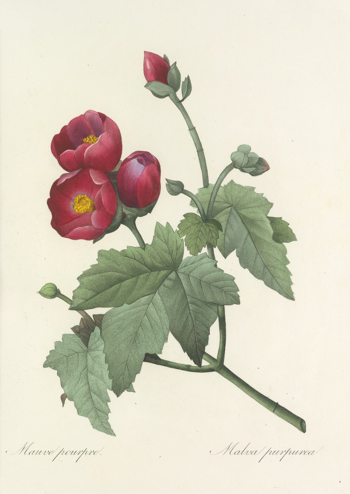 Choix des plus belles fleurs, Plate 47: Malva Purpurea by Pierre-Joseph Redouté — Two crimson flowers with golden centres beside a violet bud