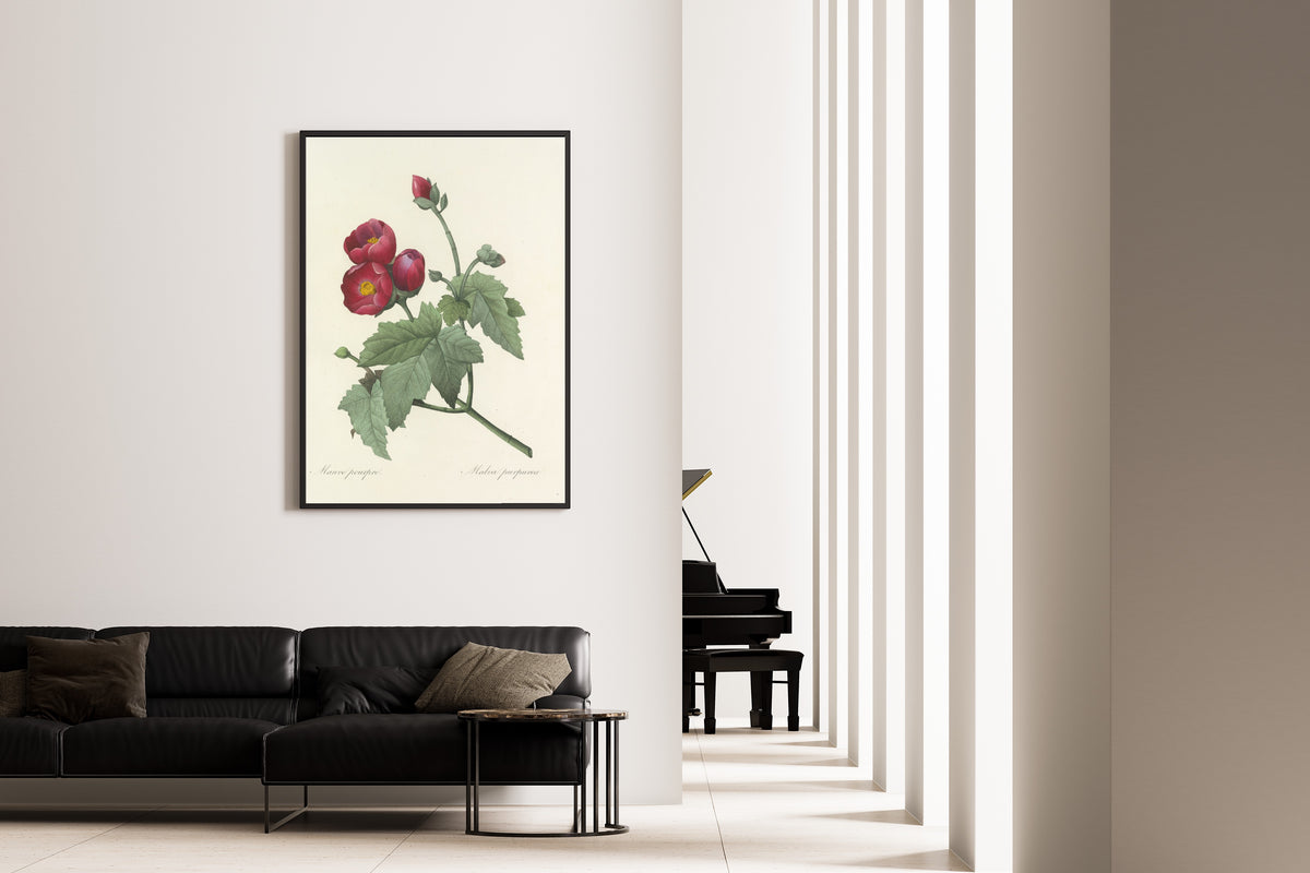 Framed art print of Choix des plus belles fleurs, Plate 47: Malva Purpurea by Pierre-Joseph Redouté, on the wall of a minimal living room