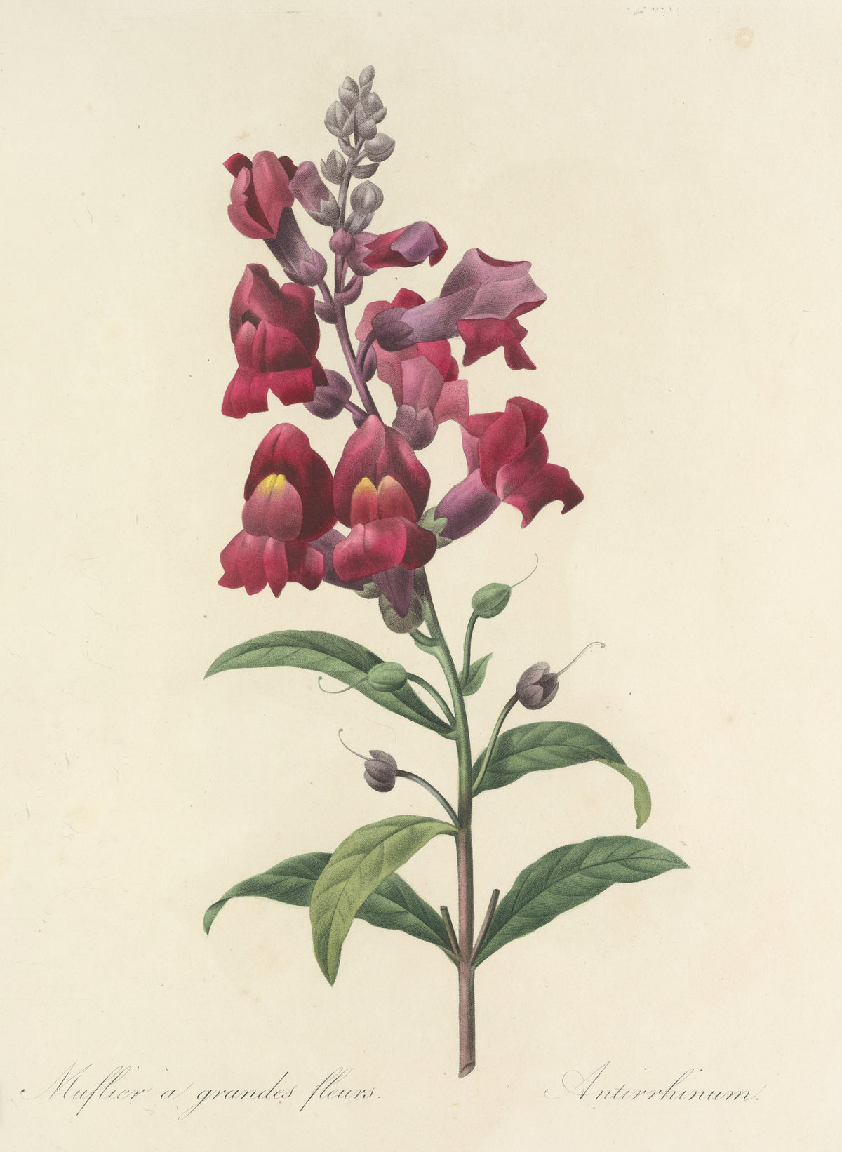 Choix des plus belles fleurs, Plate 49: Antirrhinum by Pierre-Joseph Redouté — A crimson snapdragon spike above pointed leaves