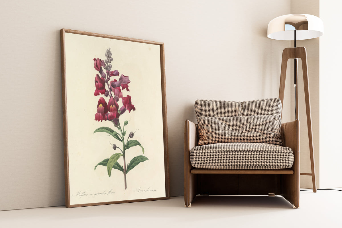 Framed art print of Choix des plus belles fleurs, Plate 49: Antirrhinum by Pierre-Joseph Redouté, leaning against a wall beside an armchair and a floor lamp