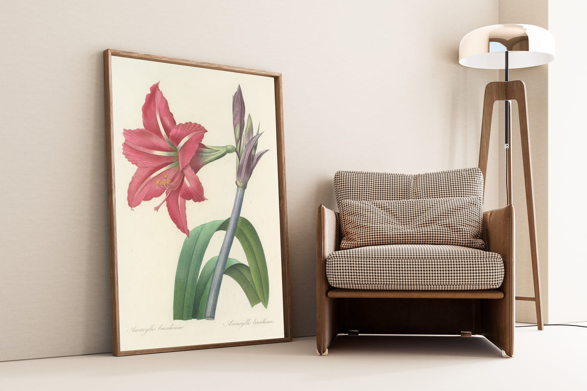 Framed art print of Choix des plus belles fleurs, Plate 5: Amaryllis… by Pierre-Joseph Redouté, leaning against a wall beside an armchair and a floor lamp