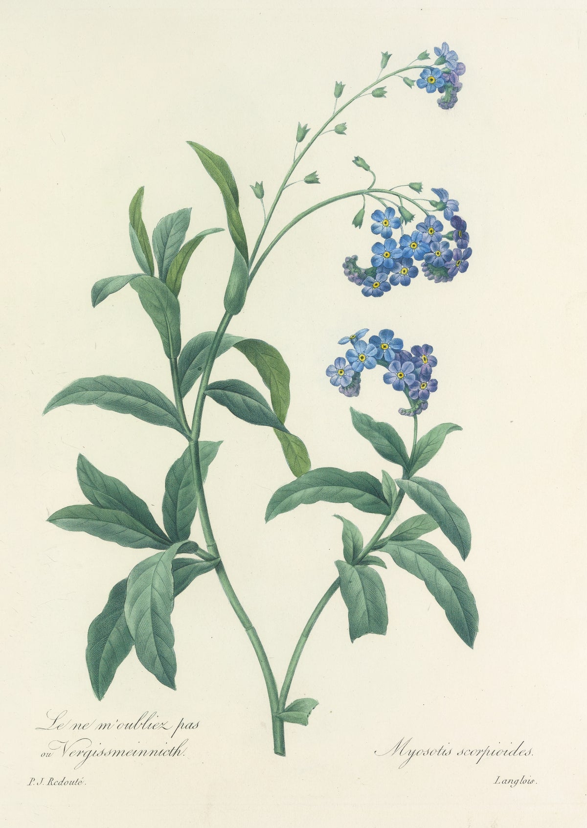 Choix des plus belles fleurs, Plate 50: Myosotis Scorpioides by Pierre-Joseph Redouté — Sprays of blue forget-me-nots on a long arching stem
