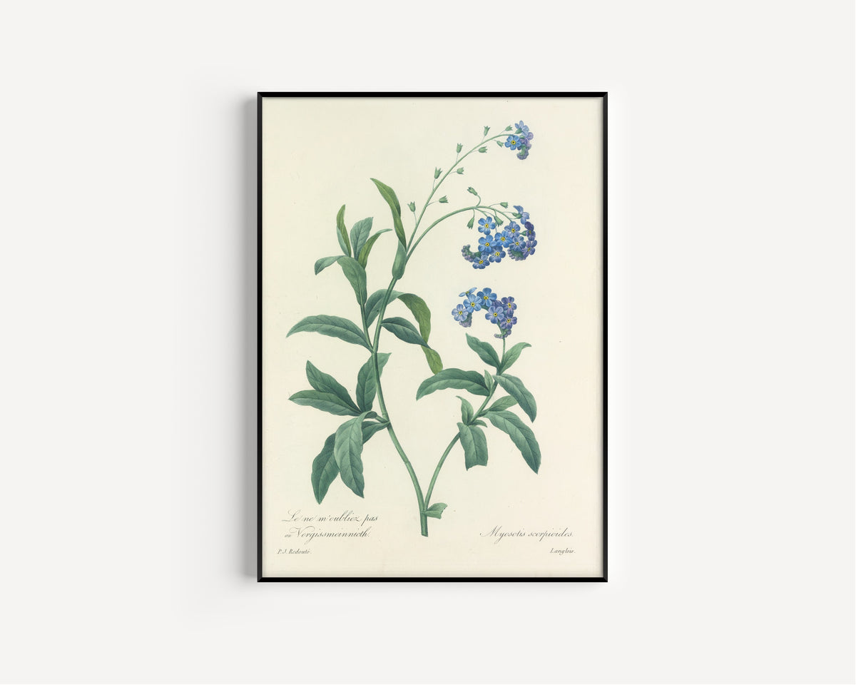 Framed art print of Choix des plus belles fleurs, Plate 50: Myosotis Scorpioides by Pierre-Joseph Redouté, in a slim black frame on a plain white wall