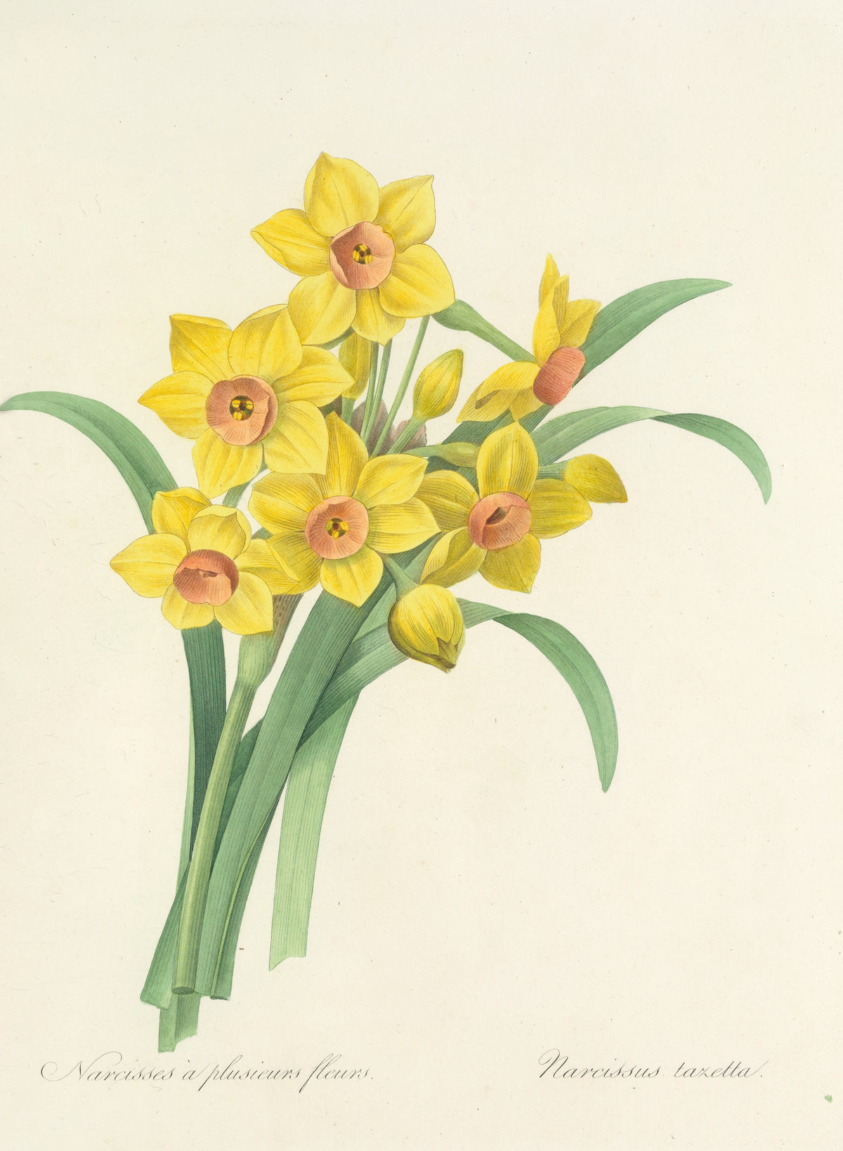 Choix des plus belles fleurs, Plate 52: Narcissus Tazetta by Pierre-Joseph Redouté — Six yellow narcissus with salmon cups and blue-green leaves