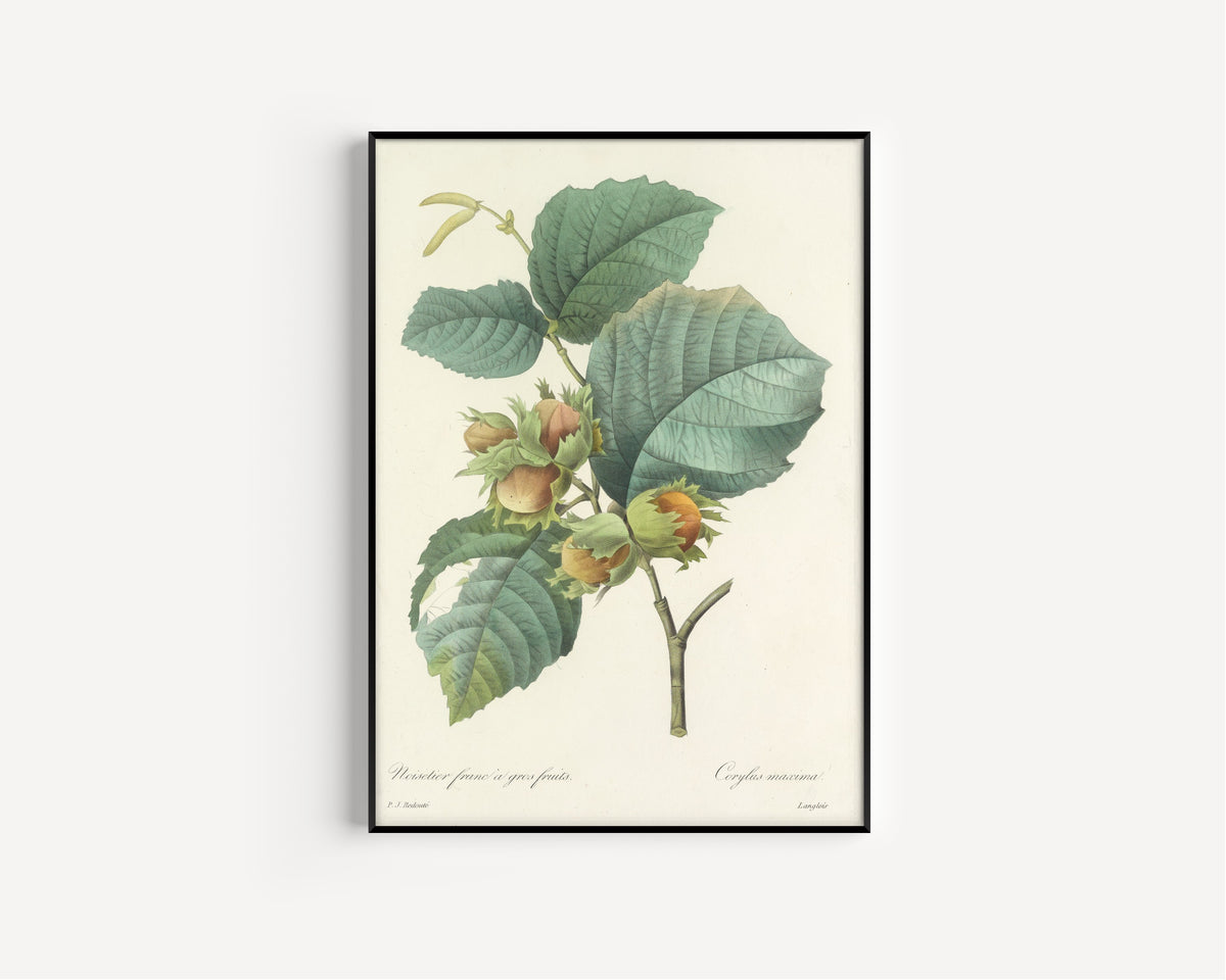 Framed art print of Choix des plus belles fleurs, Plate 54: Corylus Maxima by Pierre-Joseph Redouté, in a slim black frame on a plain white wall