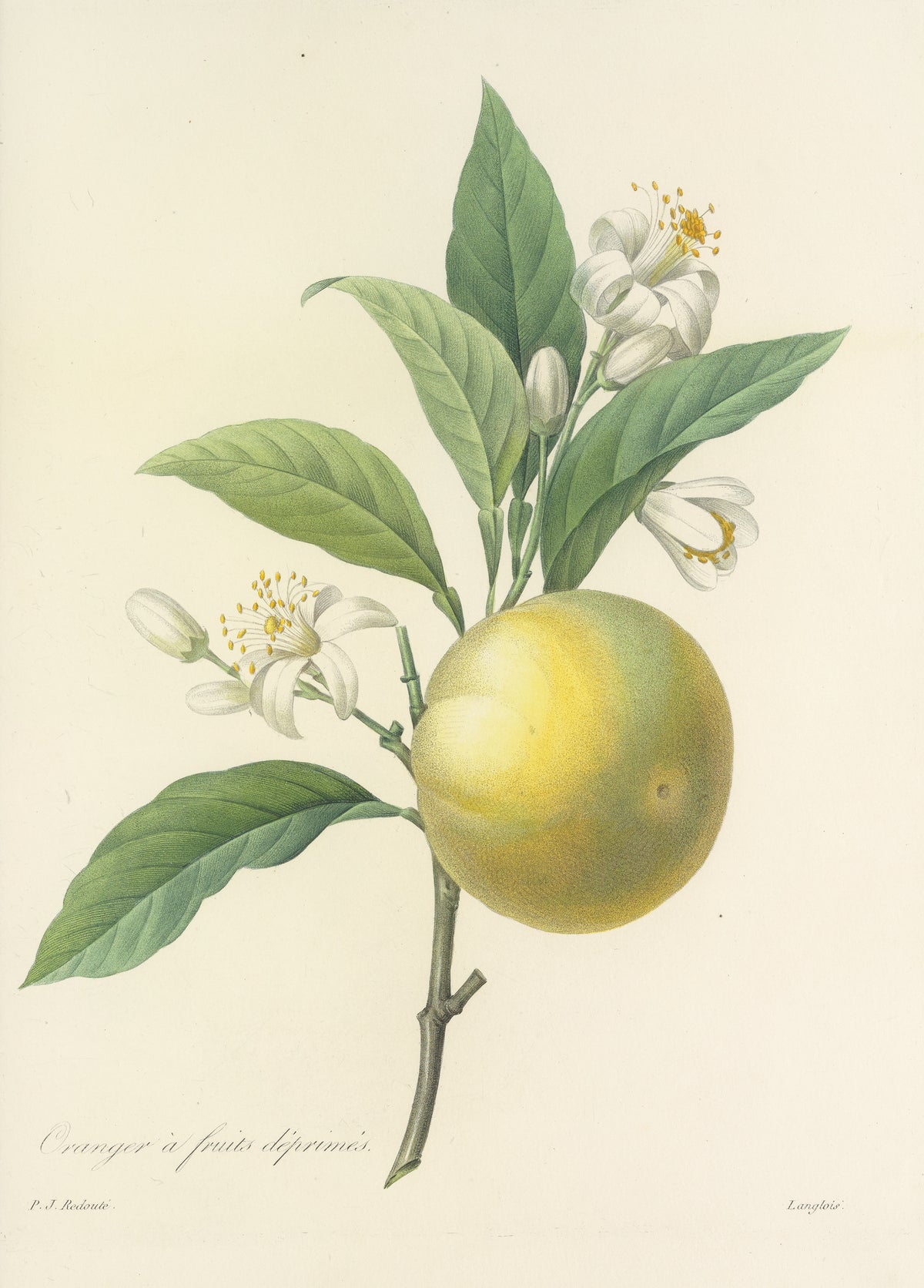 Choix des plus belles fleurs, Plate 58: Oranger à Fruits Déprimés by Pierre-Joseph Redouté — A round yellow-green orange beside white blossoms