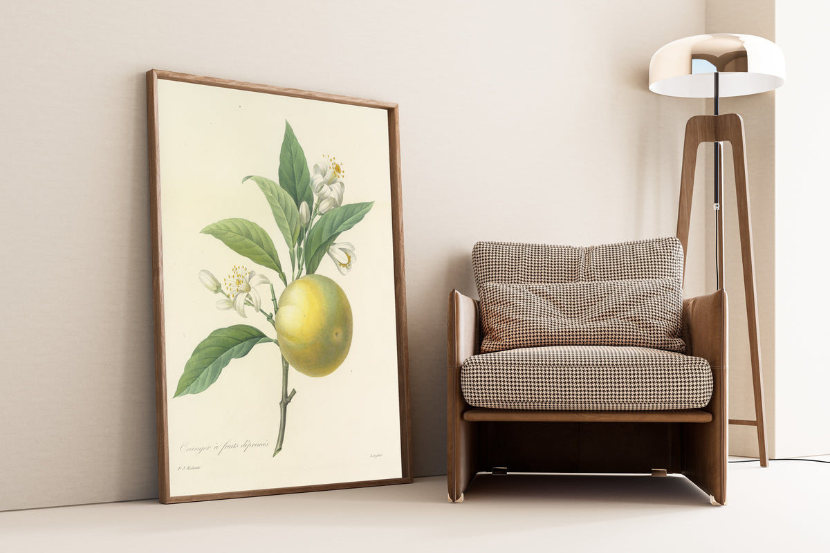 Framed art print of Choix des plus belles fleurs, Plate 58: Oranger à… by Pierre-Joseph Redouté, leaning against a wall beside an armchair and a floor lamp