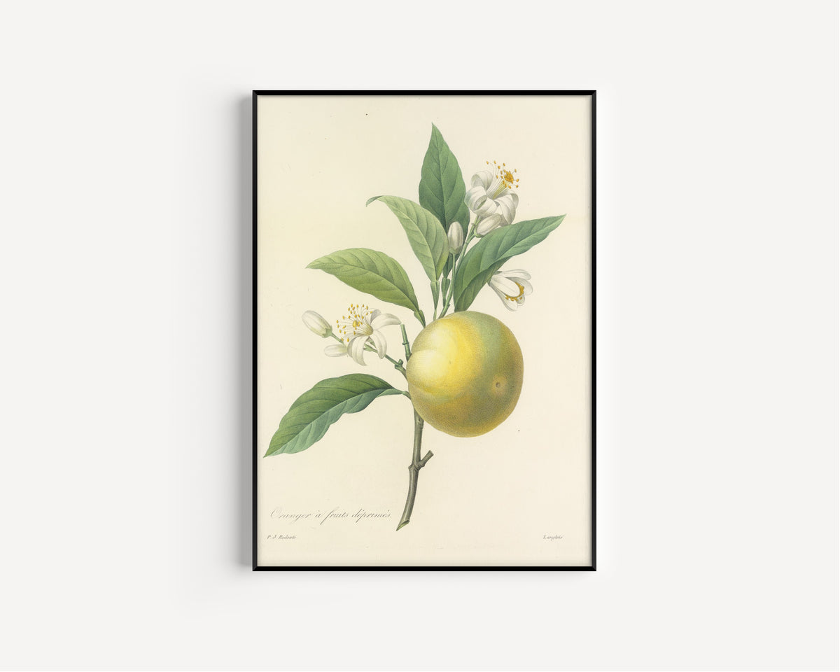 Framed art print of Choix des plus belles fleurs, Plate 58: Oranger à Fruits Déprimés by Pierre-Joseph Redouté, in a slim black frame on a plain white wall