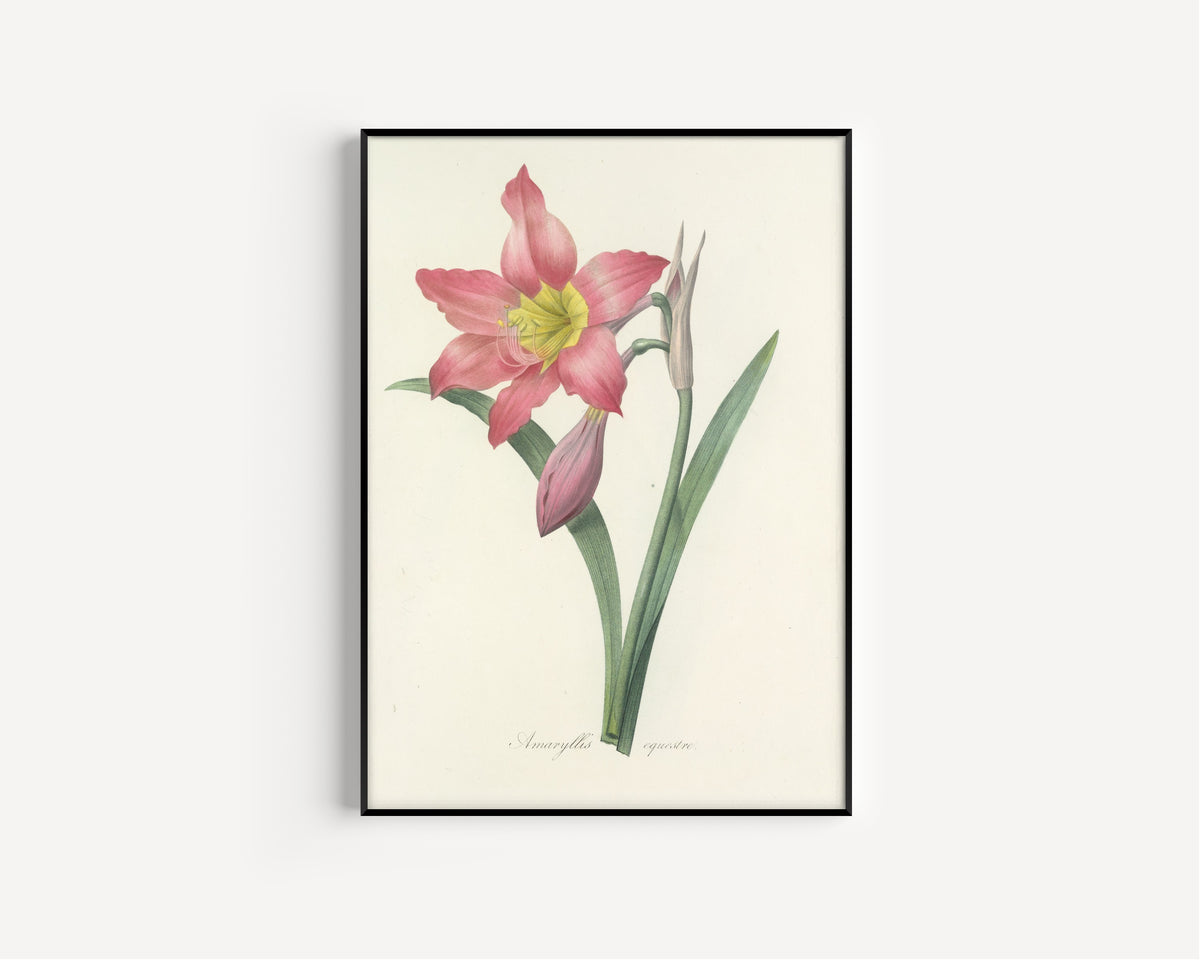 Framed art print of Choix des plus belles fleurs, Plate 6: Amaryllis Equestre by Pierre-Joseph Redouté, in a slim black frame on a plain white wall