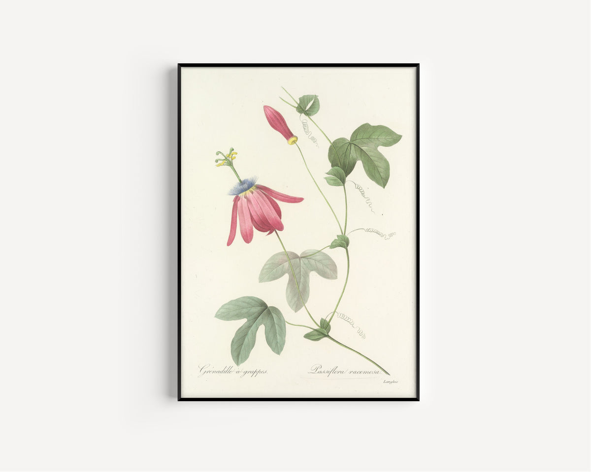Framed art print of Choix des plus belles fleurs, Plate 62: Passiflora Racemosa by Pierre-Joseph Redouté, in a slim black frame on a plain white wall
